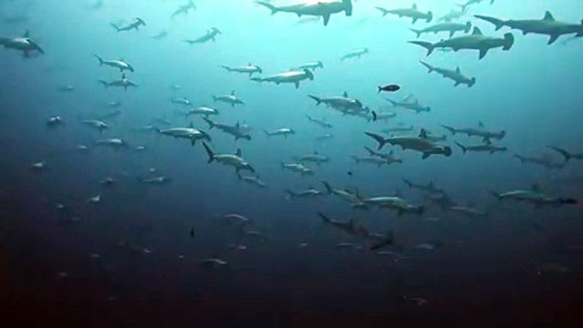 Il nage au milieu d'un banc de requins-marteaux