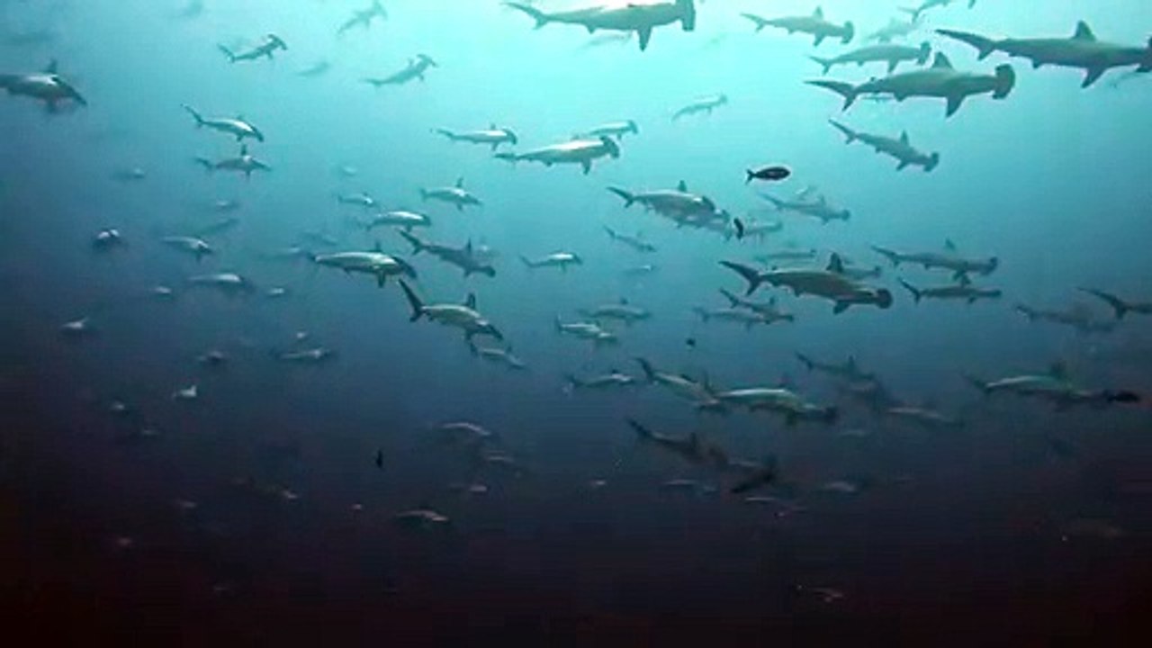 Il nage au milieu d'un banc de requins-marteaux