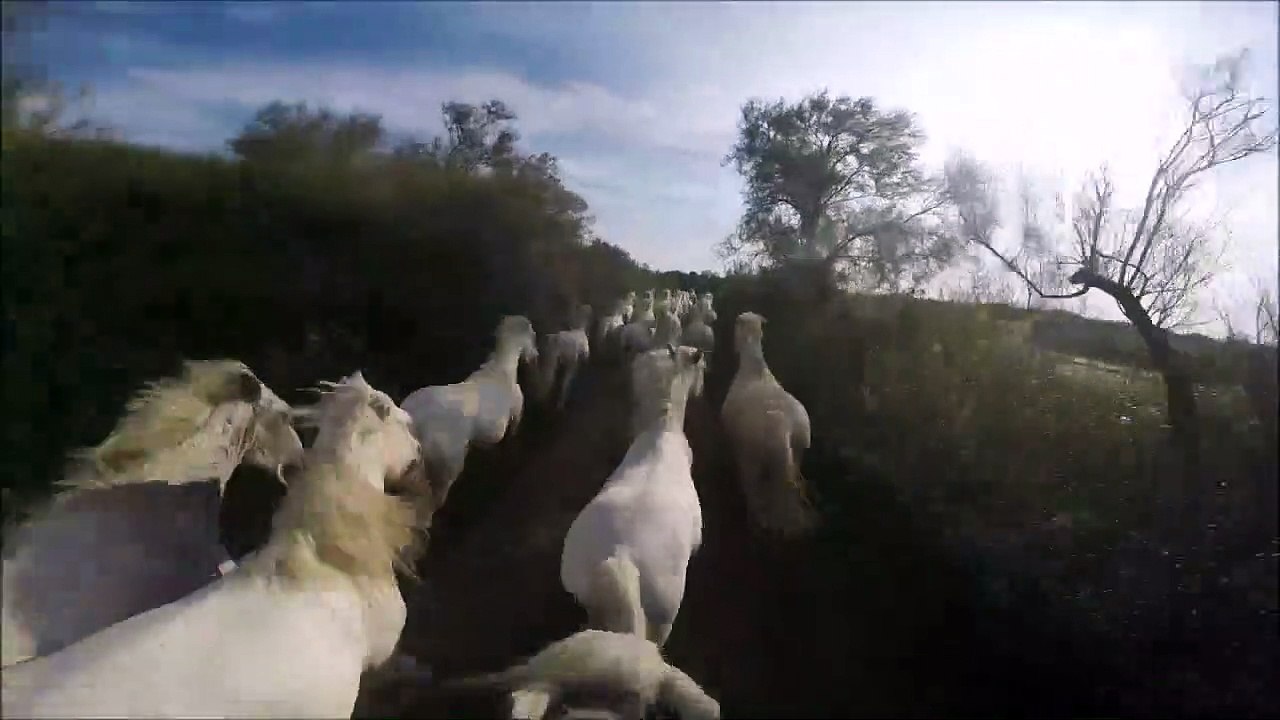 Vivez le galop d'une vingtaine de chevaux en Camargue... magnifique
