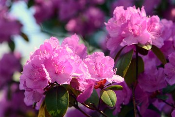 Vos Questions Jardin : Peut-on planter des rhododendrons à 1000 mètres d'altitude