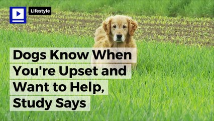 Dogs Know When You're Upset and Want to Help, Study Says