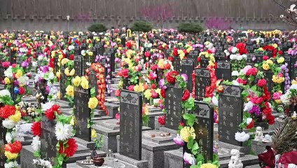 Chinos homenajean a sus ancestros limpiando sus tumbas