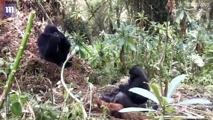 صغير الغوريلا يبكى بعد موت أمه في مشهد حزين