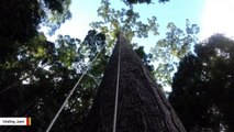 Scientists Have Discovered The World's Tallest Tropical Tree