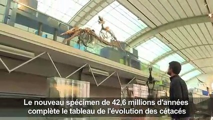 Découverte d'un fossile de baleine à quatre pattes au Pérou