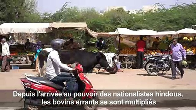 Inde: la prolifération de vaches errantes mais sacrées