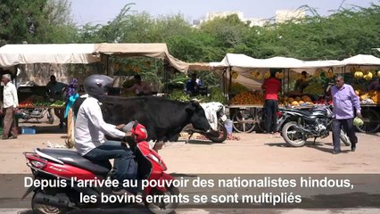 Inde: la prolifération de vaches errantes mais sacrées