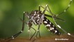 Tips to protect yourself from mosquitoes and ticks