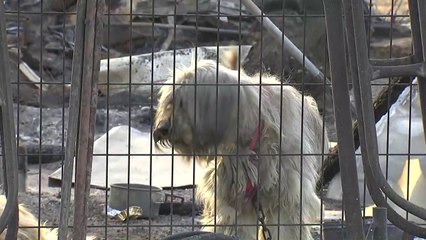 녹아내리거나 잿더미로 변한 동해안...복구는? / YTN