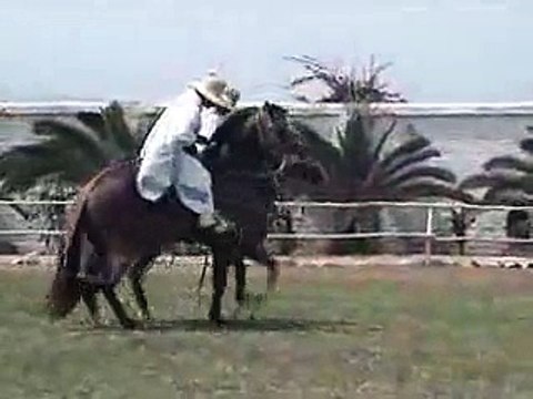 paso horse dances marinera El Guayacan by LOS MOCHICAS