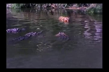 AWESOME Alligators eating Jaguar ♦  Animal Attack
