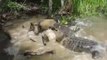AWESOME enormous crocodile mutilates pig because of tourists