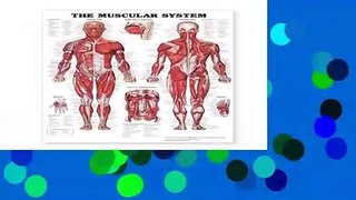 R.E.A.D The Muscular System Giant Chart D.O.W.N.L.O.A.D