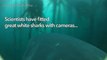 Shark-cam gives scientists new insight to great whites