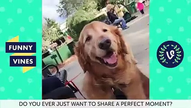 Marcus Johns Top Vines Compilation Try Not To Laugh Challenge February 2019 Funny Vines V2