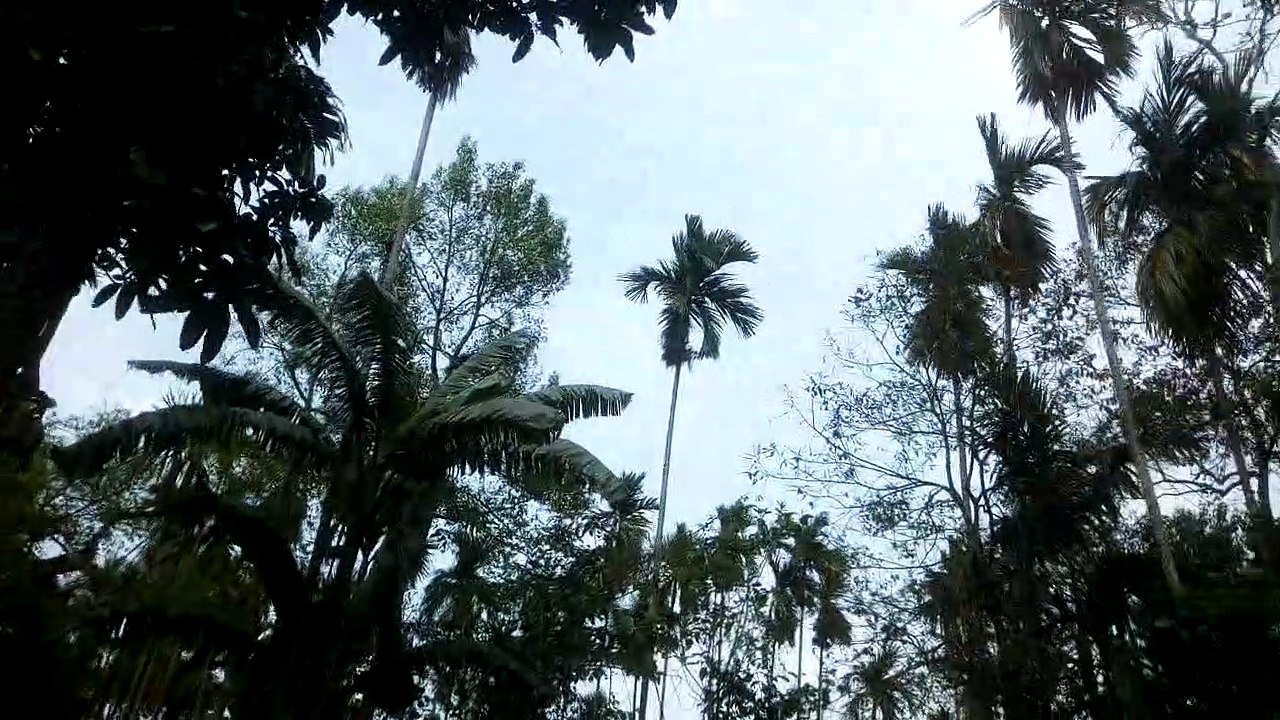 Nature and what a lovely video. we can meditate to this!