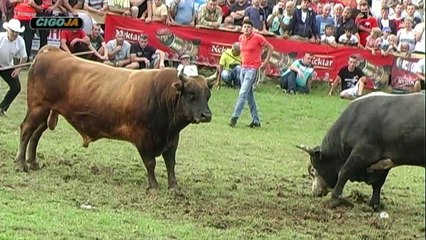 SOKO MEDONJA LISKOVICA 2018 ZA SAMPIONA FULL ORIGINAL