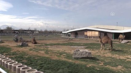 Yaban Hayatının "Can Kurtaran" Hayvanat Bahçesi