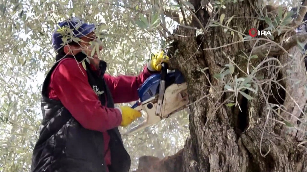 Kırkağaç'taki 1657 yıllık zeytin ağacına bakım