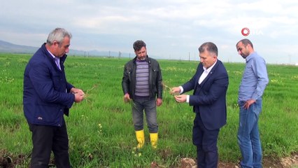 Kızıltepeli çiftçiler yoğun yağışlardan tedirgin