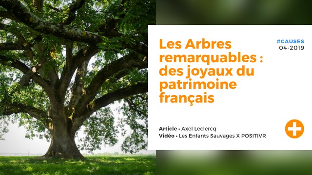 Les Arbres remarquables : des joyaux du patrimoine français
