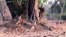 Elephat and Buffalo together fights back the Lion hunting - Monkey vs Crocodile, Hyena vs Leopard...