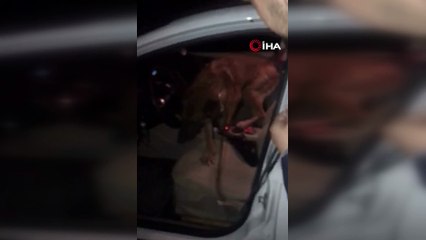 Zehir tacirleri narkotik köpeğinden kaçamadı