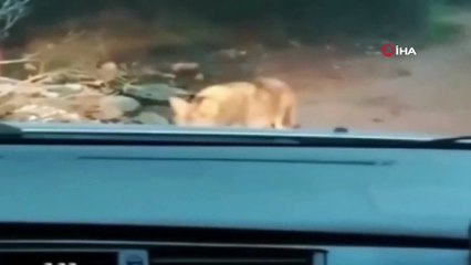 Kaçan kurt üç ayrı noktada vatandaşlar tarafından görüntülendi