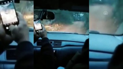'Firari kurt' her yerde aranıyor - ANTALYA