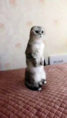 The cat stands just like a marmot.