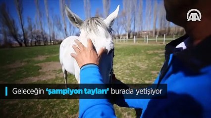 Geleceğin 'şampiyon tayları' burada yetişiyor