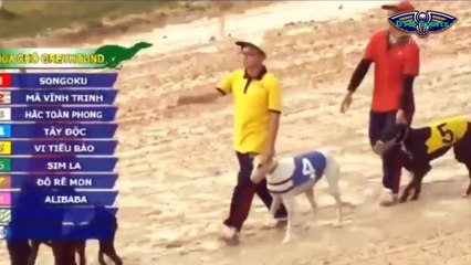 MÃ VĨNH TRINH HAY VI TIỂU BẢO LÀ NGƯỜI HÙNG , ĐUA CHÓ CHUYÊN NGHIỆP  p 9