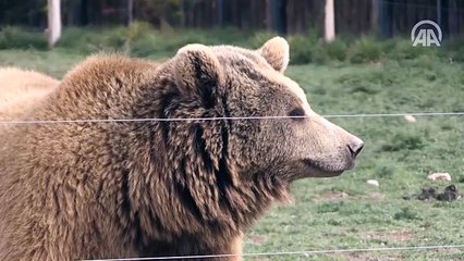 Yaban hayatının can kurtaran hayvanat bahçesi
