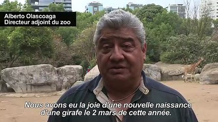 Le zoo de Mexico présente son nouveau bébé girafe