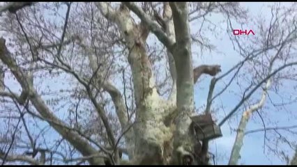 Bursa İznik'teki Tarihi Çınar Ağacı Yok Olmanın Eşiğinde