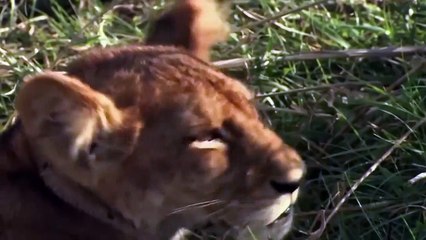 Paralyzed Lion Can t Find Food And Lucky Lioness Try To Help