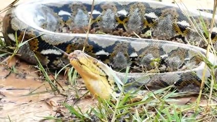 Family pig From Python Attack - Amazing rescue animal
