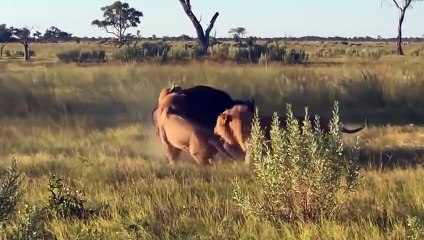 The Lion and the Buffalo - A Fight to the Bitter End