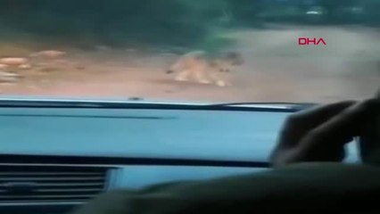 Antalya 'Firari Kurt' Hayvan Bahçesi Çevresinde Görüntülendi