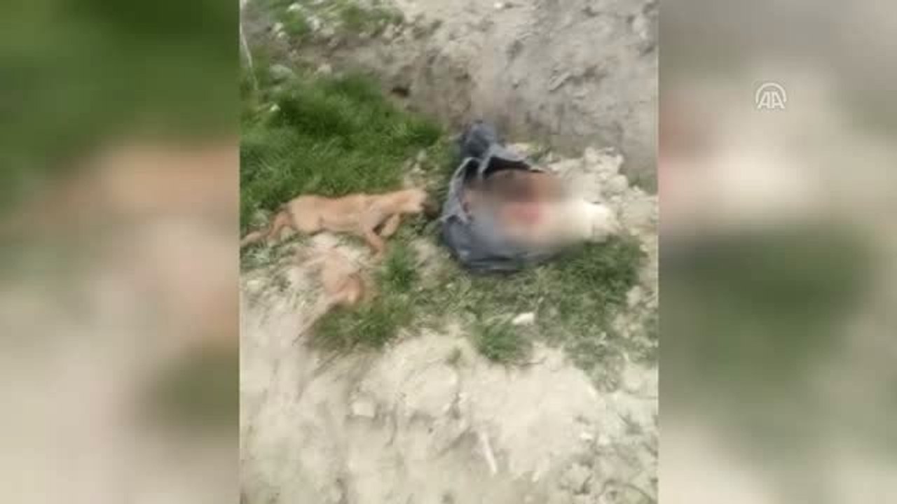Burdur'da Telef Olmuş Çok Sayıda Kedi ve Köpek Bulundu
