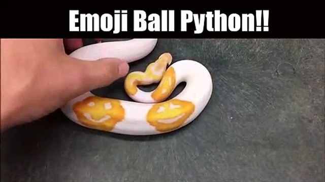 Ce serpent python albinos a des taches en forme de smileys... tellement adorable