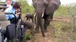 Un éléphanteau très curieux rend visite à des touristee... Mais maman n'est pas loin