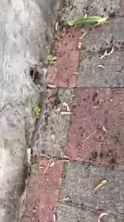 Cette adorable famille de souris se déplace en file indienne derrière maman !