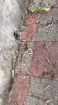 Cette adorable famille de souris se déplace en file indienne derrière maman !