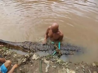 Cet homme fait la toilette à son crocodile de 5m de long