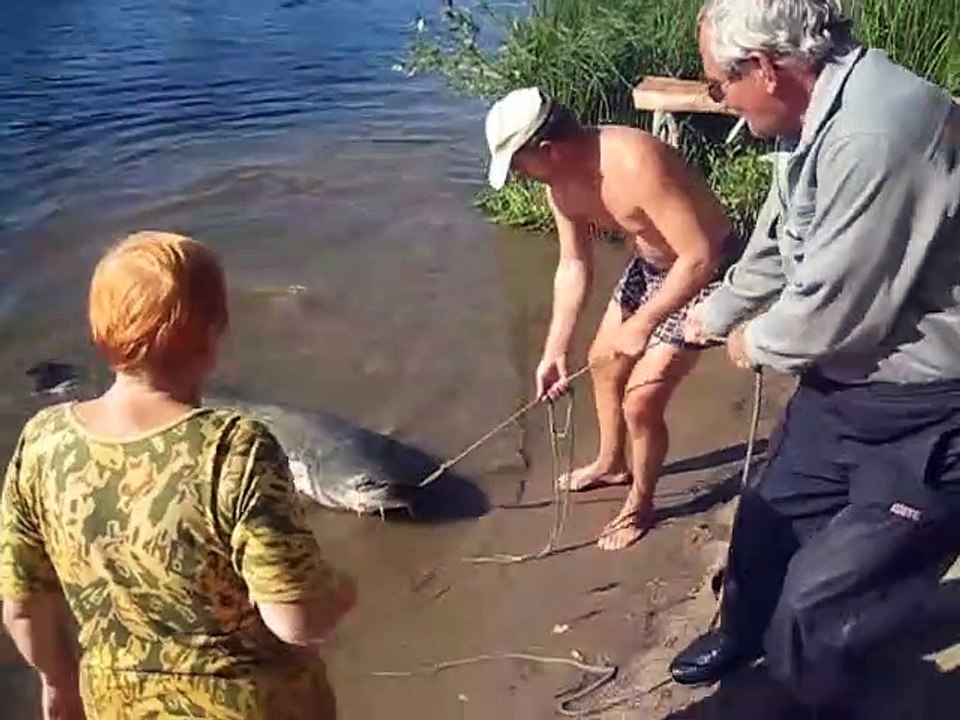Ils sortent un énorme silure de la rivière... Gros poisson