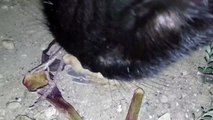 Cat eats bird