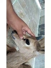 Beautiful Deer Very Heart Touching Video