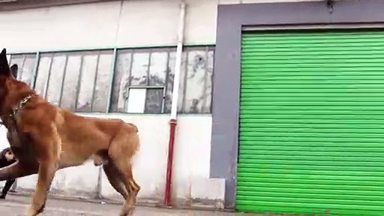 Rottweiler Vs Berger Belge Malinois