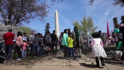 Kiraz ağaçları çiçek açtı - WASHINGTON